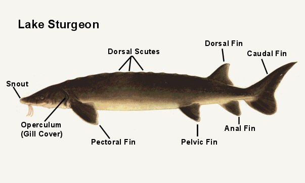 Lake sturgeon diagram